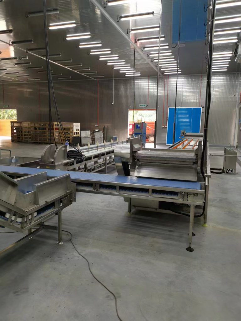 Poultry Processing Conveyor Application 2